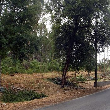 Autarquia prossegue trabalhos de limpeza das faixas de gestão de combustível e renova apoios aos Bombeiros