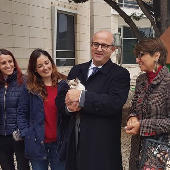 Abrigos para gatos promovem salubridade pública e protegem animais