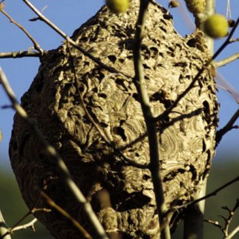 Instalação de armadilhas seletivas para captura de vespa asiática na Região de Leiria